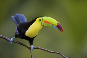 Keel Billed Toucan