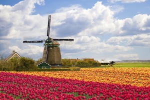 Windmill with tulip field