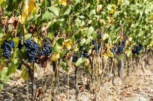 Tasting Wine in Chianti, Tuscany