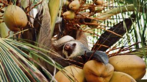 Explore Costa Rica with AESU!