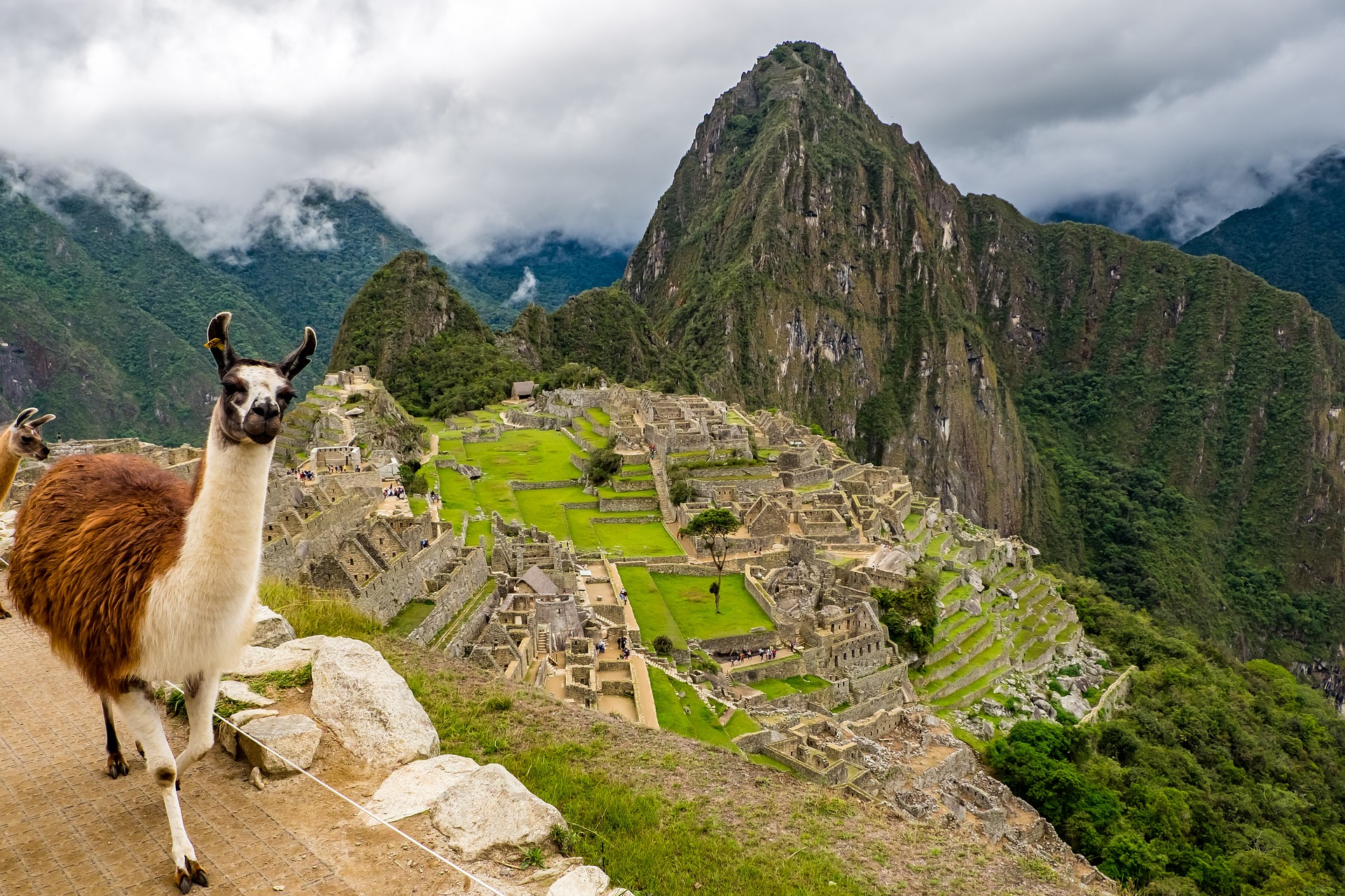 Machu Picchu Llama: The Inca Trail of the Sacred Llamas