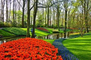 Experience Holland’s Famous Tulip Fields with AESU 