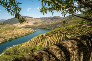 Discover 4 of Portugal’s Incredible Wine Regions 