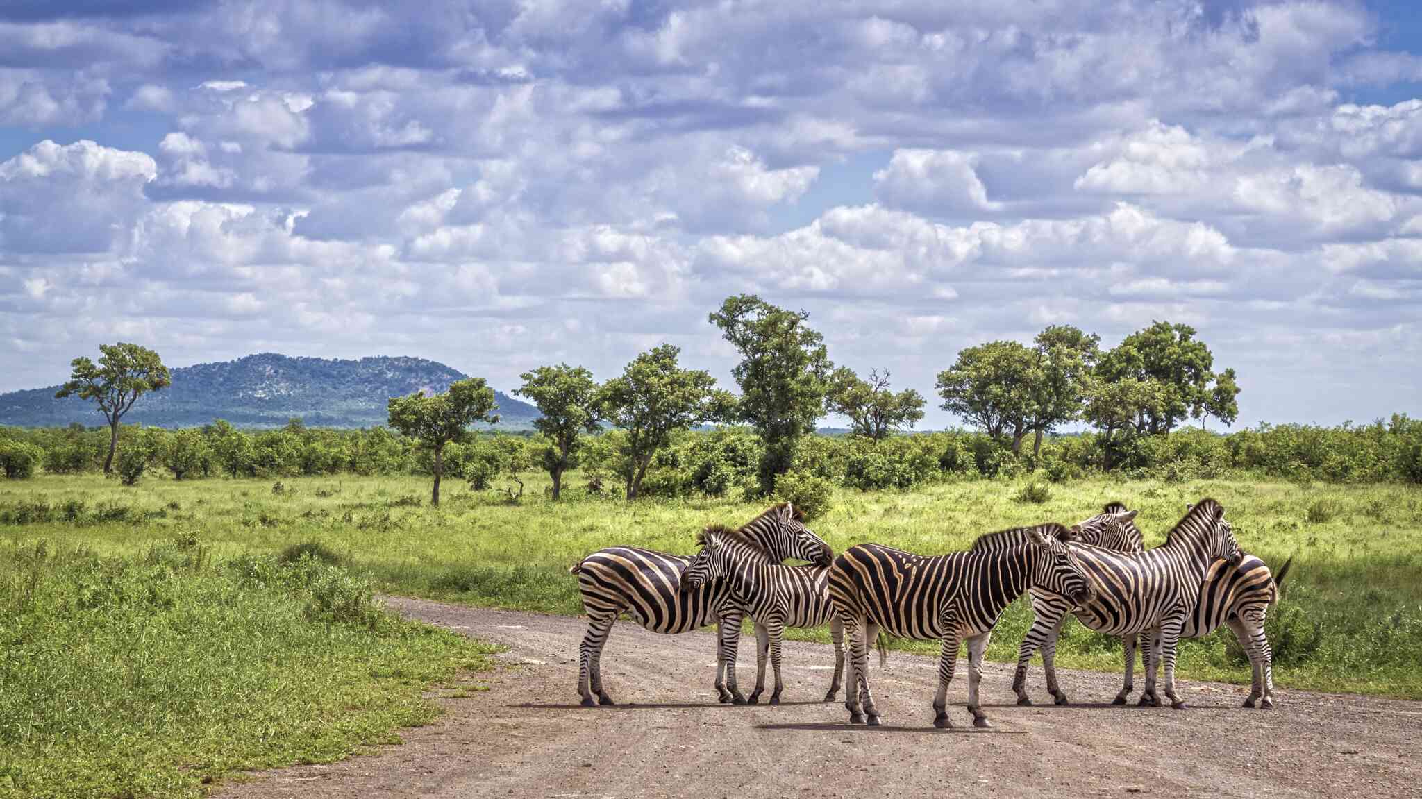 Exploring Greater Kruger National Park - AESU