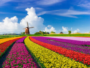 The Spring Tulip Festival in the Netherlands